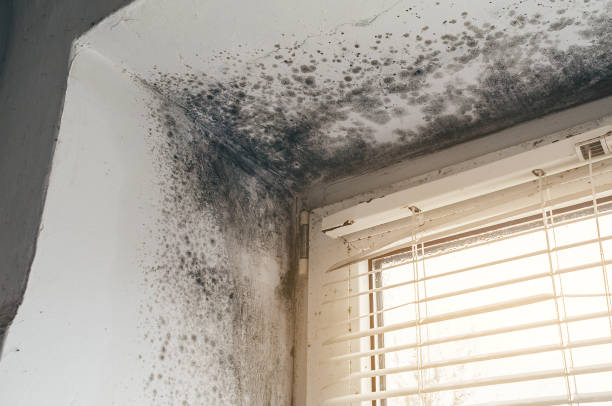 Affordable Basement Mold Removal solutions in Douglas, GA